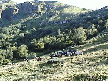 Chevaux